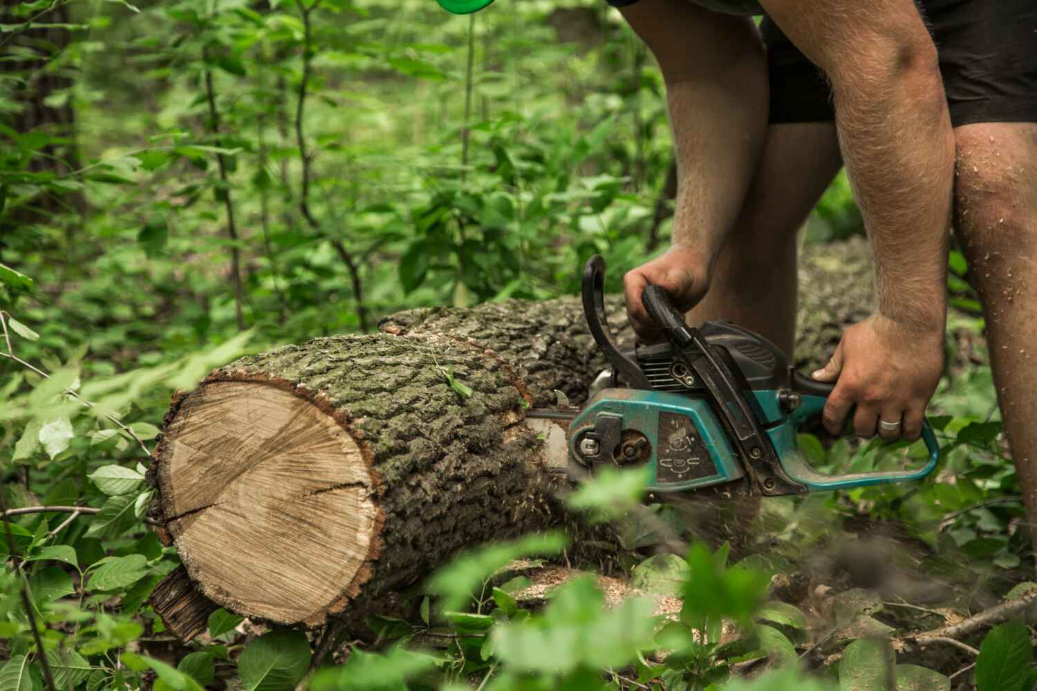 Tree Removal for Businesses